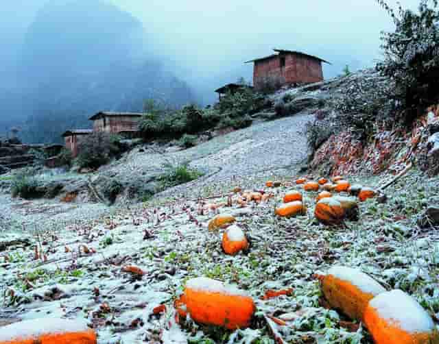 袖虎病猫攻略：猫瘟的传染途径