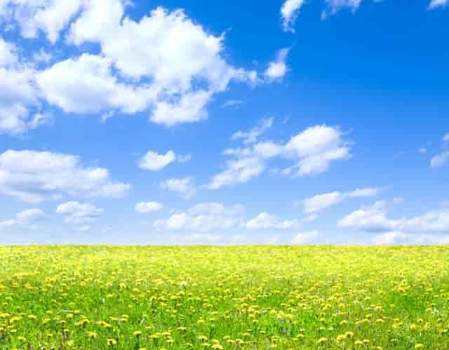 袖虎病猫攻略：你知道吗？猫咪打疫苗的七个禁忌