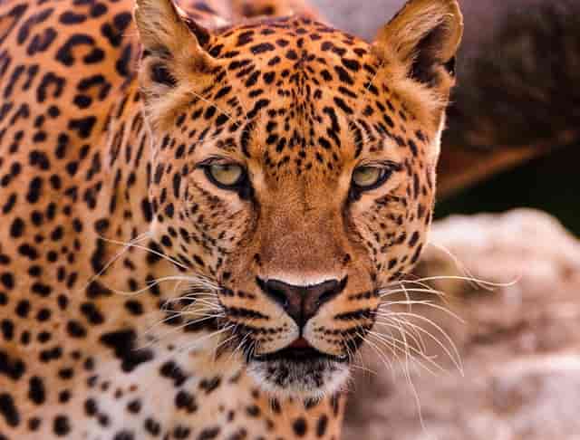 袖虎病猫攻略：用蚊香真的会死猫吗？