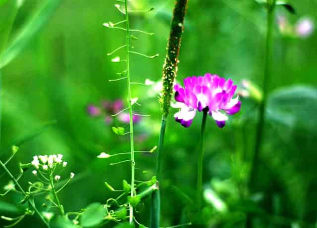 西比曼生物科技宣布与阿斯利康就新型 GPC3装甲型CAR-T疗法在中国达成联合开发协议