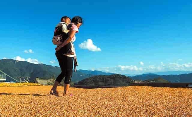 袖虎病狗攻略：幼犬要打哪些疫苗