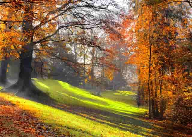 袖虎病猫攻略：如何治疗猫耳螨？找对方法不用愁