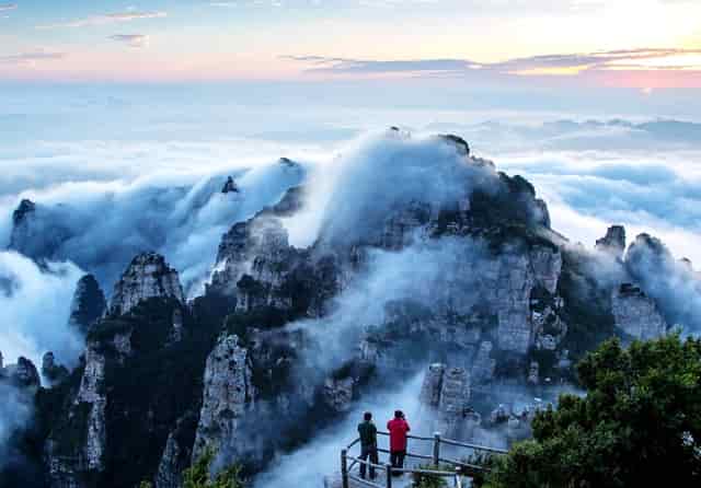 袖虎案例：猫鼻支还会容易死猫吗？