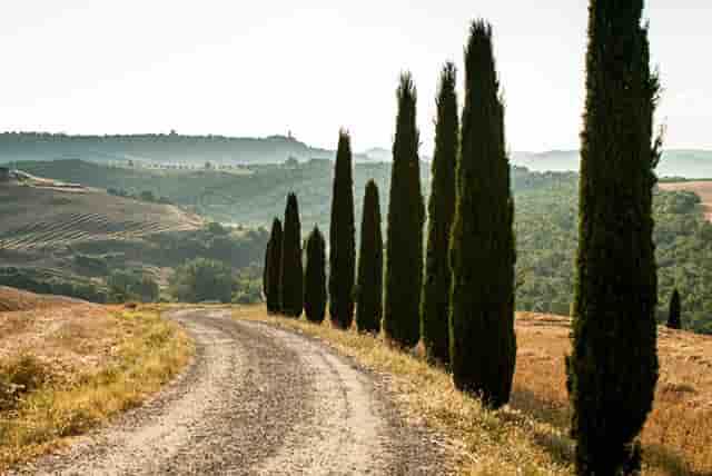 袖虎病猫攻略：猫咪驱虫药选择