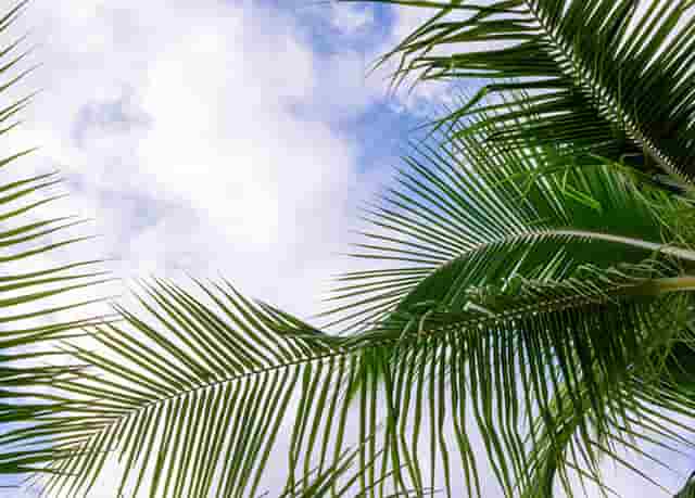 袖虎病猫攻略：猫指甲开裂可怕吗？别把自己吓到了