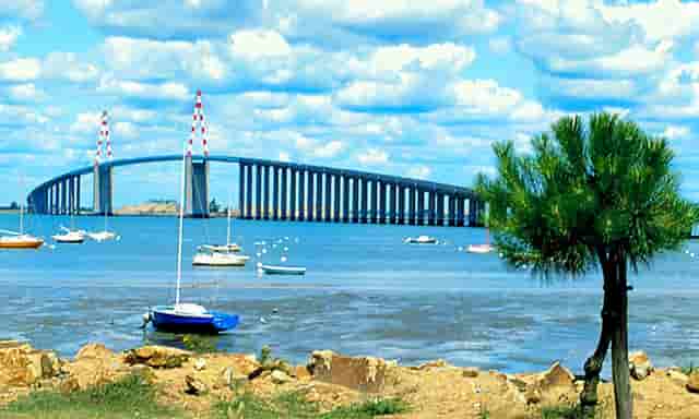 袖虎病狗攻略：狗狗产后护理须知