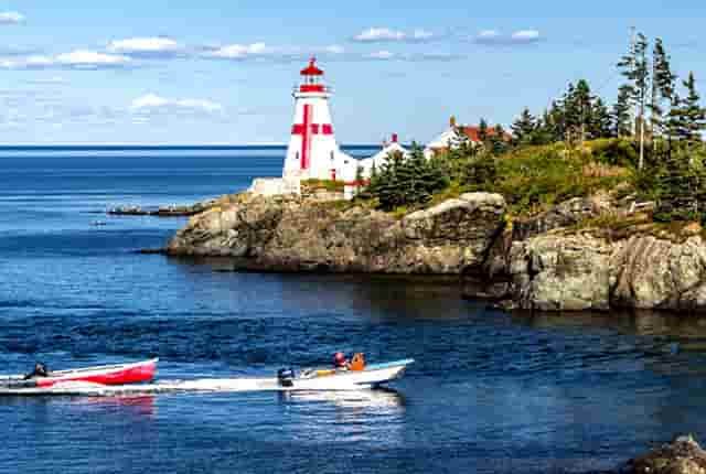 袖虎病狗攻略：金毛关节炎，必须小心