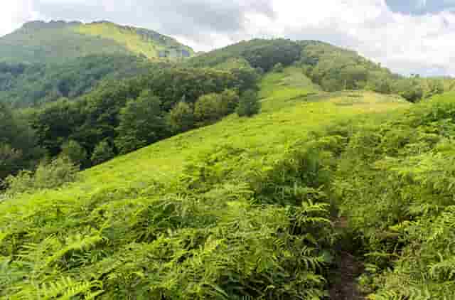 袖虎病猫攻略：猫耳朵大面积掉毛是为什么